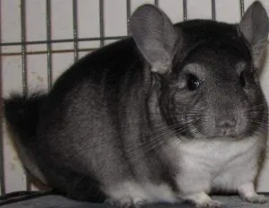 Çinçilla Fiyatları